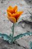 15987_d8093457_t1.jpg