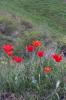 15993_9046a964_t1.jpg