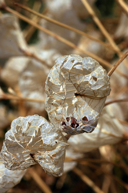 27707_ba526c99.jpg