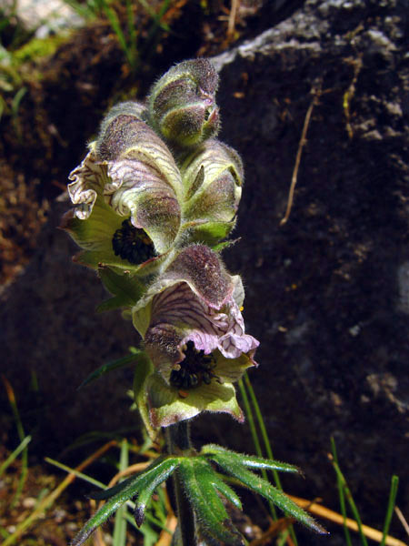 3173_c2cb2187.jpg