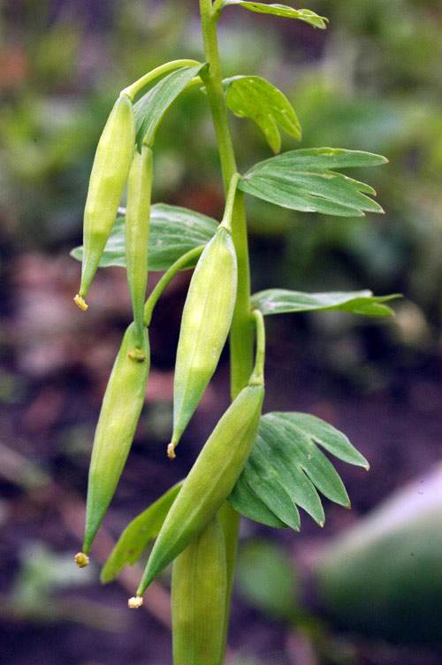 32346_f495ac90.jpg