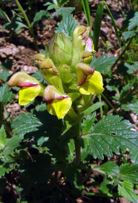 3553_21fff957.jpg
