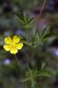 36215_6d4cf578_t1.jpg