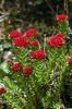 3709_7fcad584_t1.jpg