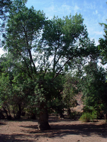 3715_43121112.jpg
