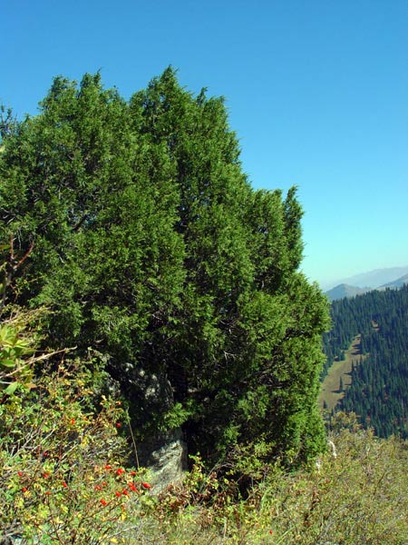 3724_b12f09aa.jpg