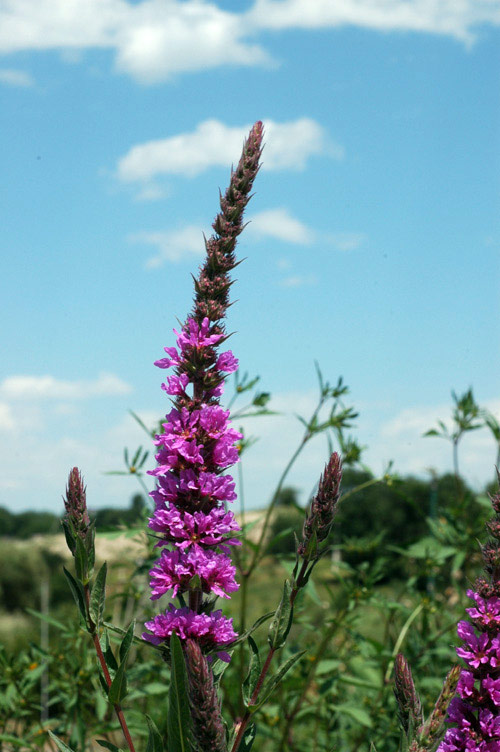 38388_497c0878.jpg