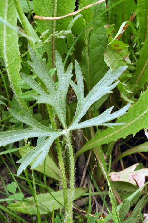 38427_c621fabe.jpg