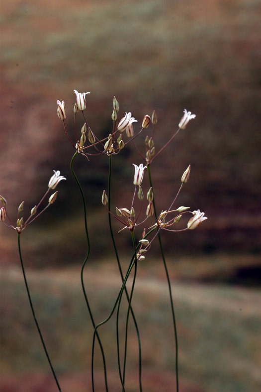 38489_cec8c3c0.jpg