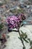 38516_76bdcd07_t1.jpg