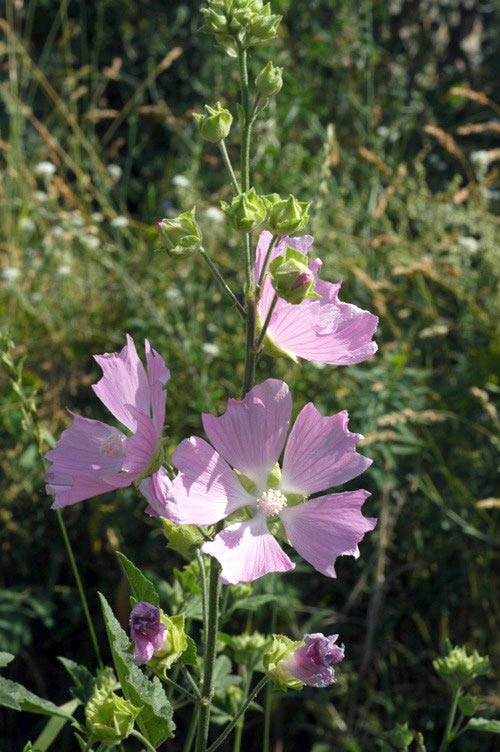 38545_c8f11149.jpg