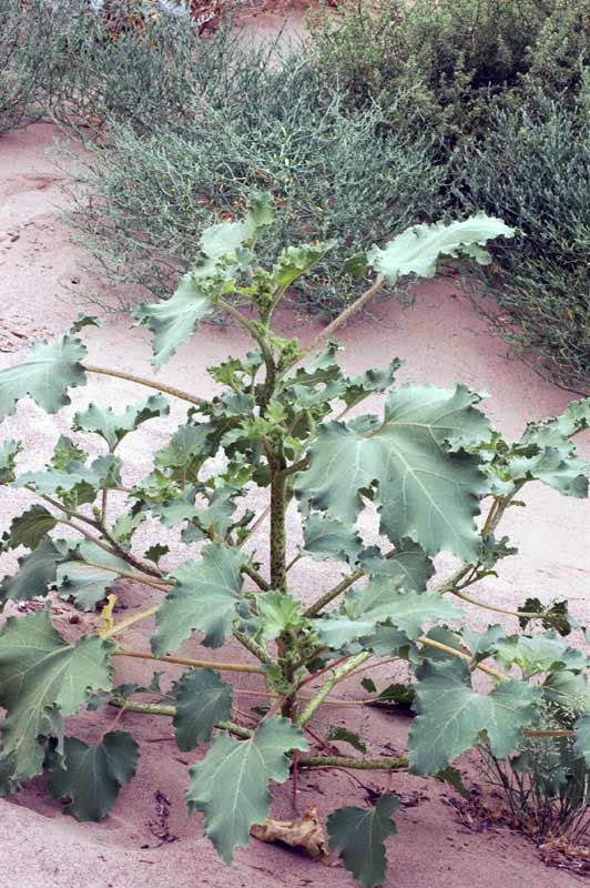 39376_cce69703.jpg