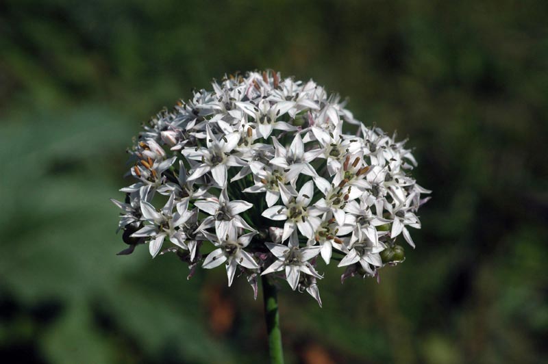 39417_ab22f885.jpg