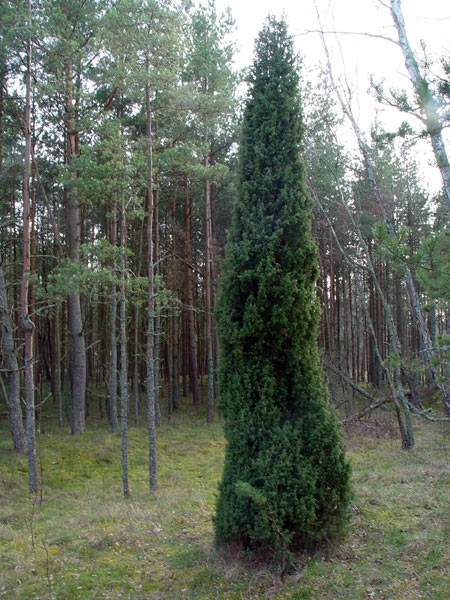 3993_64cf1cf1.jpg