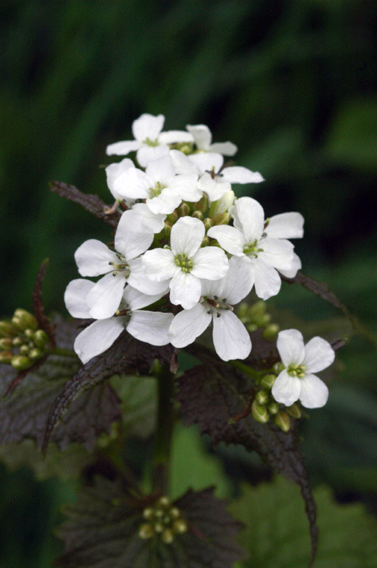 40596_adbc06e3.jpg