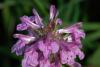 40639_d3146d50_t1_1.jpg