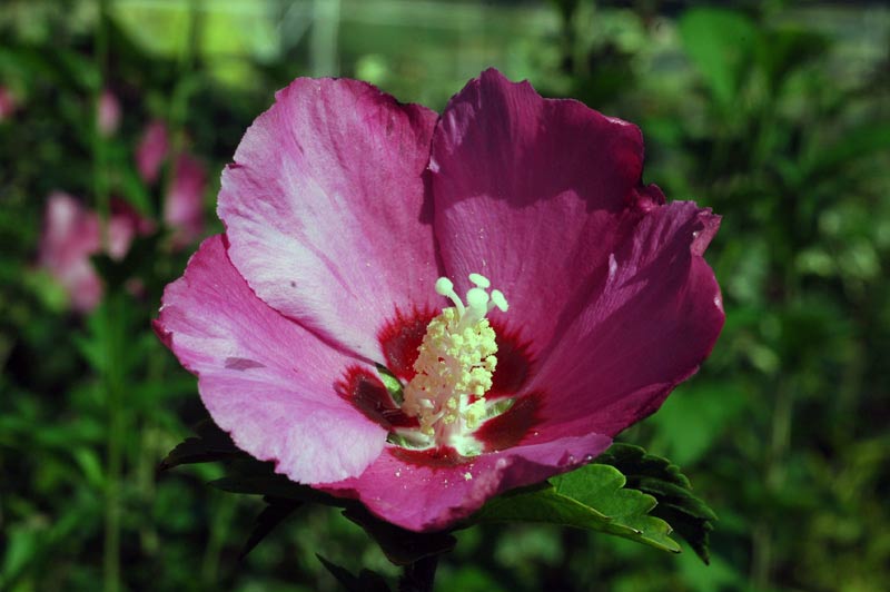 40642_d2501176.jpg