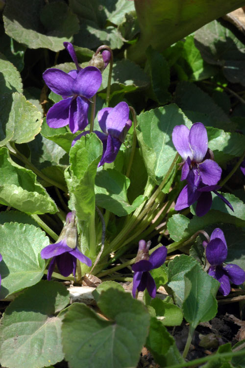 41395_25b995ab.jpg