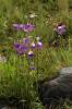 4462_c554710f_t1.jpg