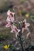 52454_3d298cb3_t1.jpg