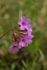 55213_bbb5302d_t1.jpg