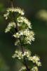55226_66cbd51f_t1.jpg