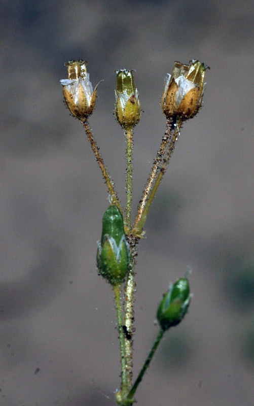 55244_ece823da.jpg
