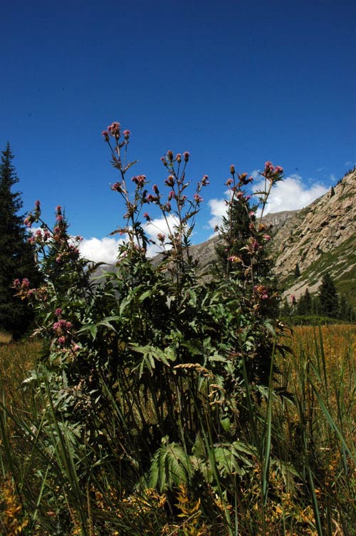 6081_b8512e28.jpg