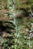 61930_991f6310_t1.jpg