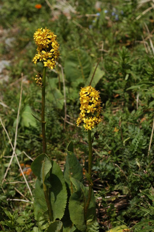 61988_55b43a42.jpg