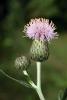 62007_ecd1b894_t1.jpg