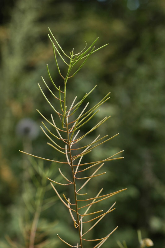 62209_6a18da4c.jpg