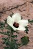 63207_eab9e0ad_t1.jpg