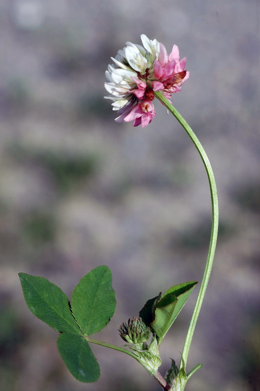 69613_f9130e41.jpg