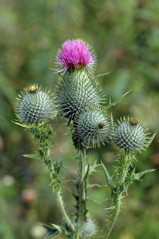 69632_68e7fd50.jpg