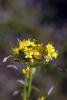 70033_c8b4b11f_t1.jpg