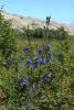 70203_2e87de5d_t1.jpg
