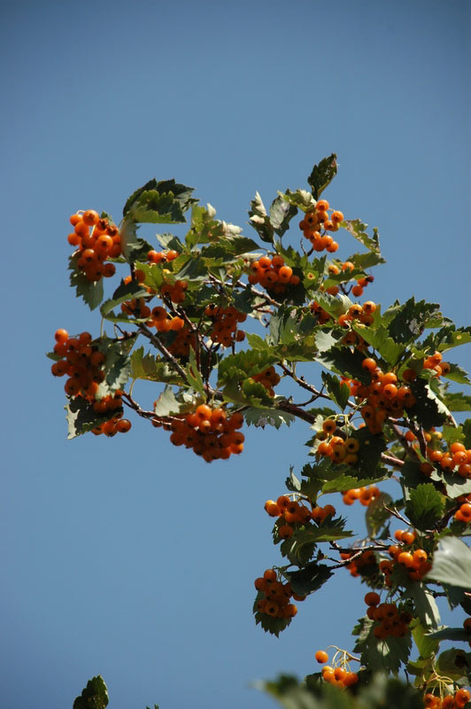 70508_449d6b1a.jpg