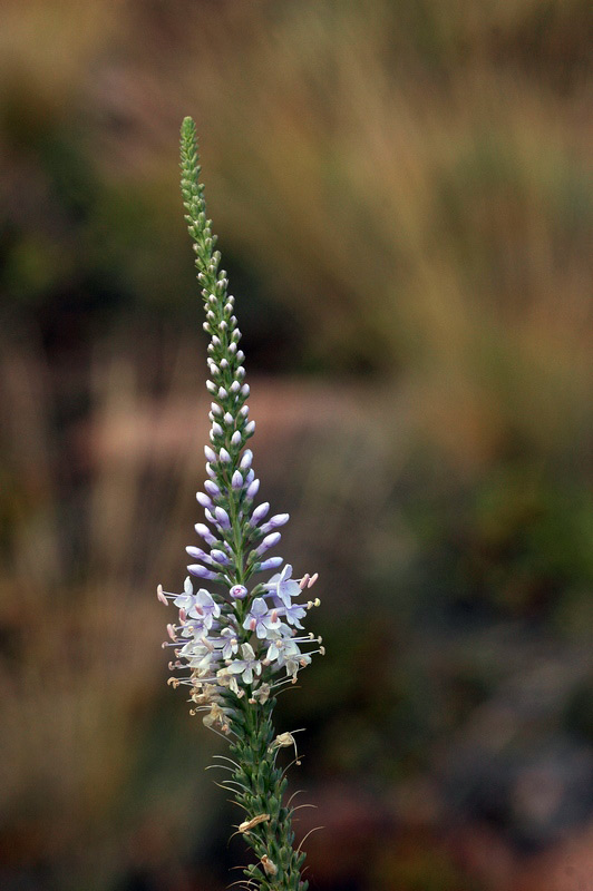 70510_bdcbd891.jpg