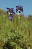 70635_708fe83b_t1.jpg