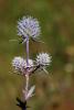 70638_0b11cf90_t1.jpg