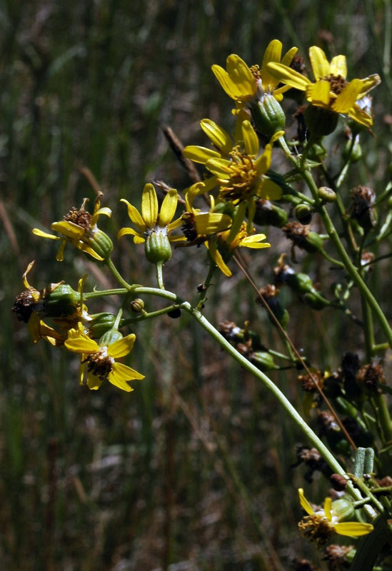 70860_c0fd2448.jpg