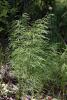 70958_93ef8458_t1.jpg