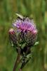 70960_122b6b86_t1.jpg
