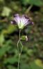 71115_41f32f4c_t1.jpg
