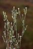 71382_d53ce757_t1.jpg