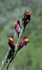 74571_c1dfa0f5_t1.jpg