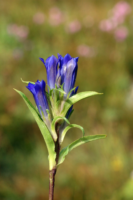 75448_cf6ae181.jpg