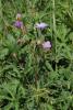 78507_cd8476f9_t1.jpg