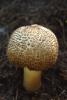 dsc00112a_t1.jpg